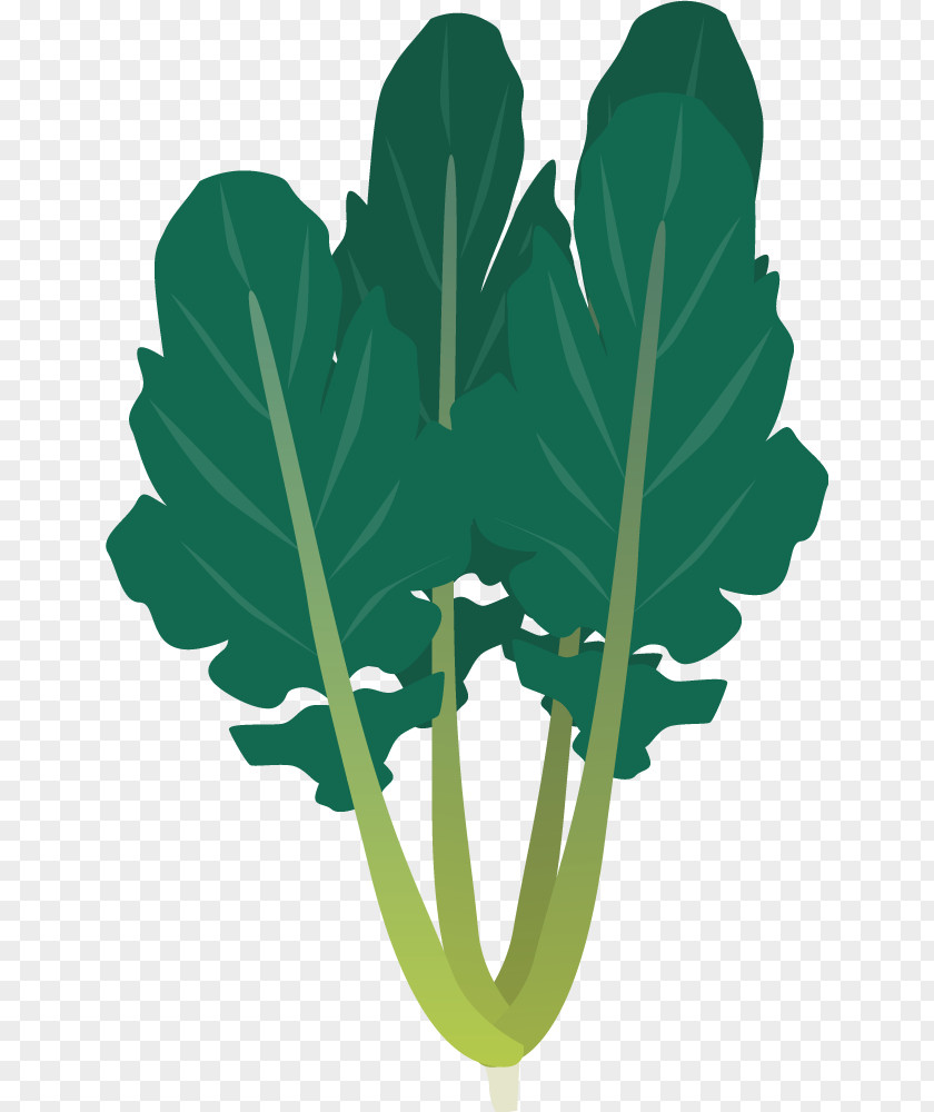 Hand-painted Vegetable Radish Daikon Leaf Carrot PNG