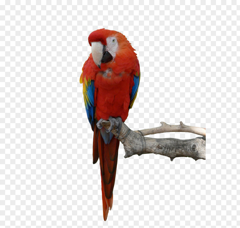 Parrot Image Bird Macaw PNG