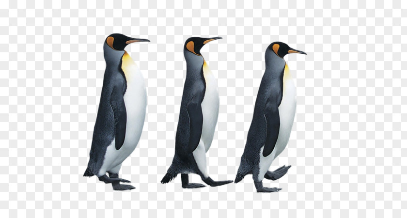 Penguin The Book: Birds In Suits Antarctica Emperor PNG
