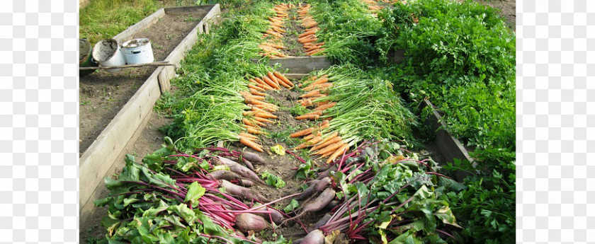 Vegetable Organic Food Heirloom Plant Garden PNG
