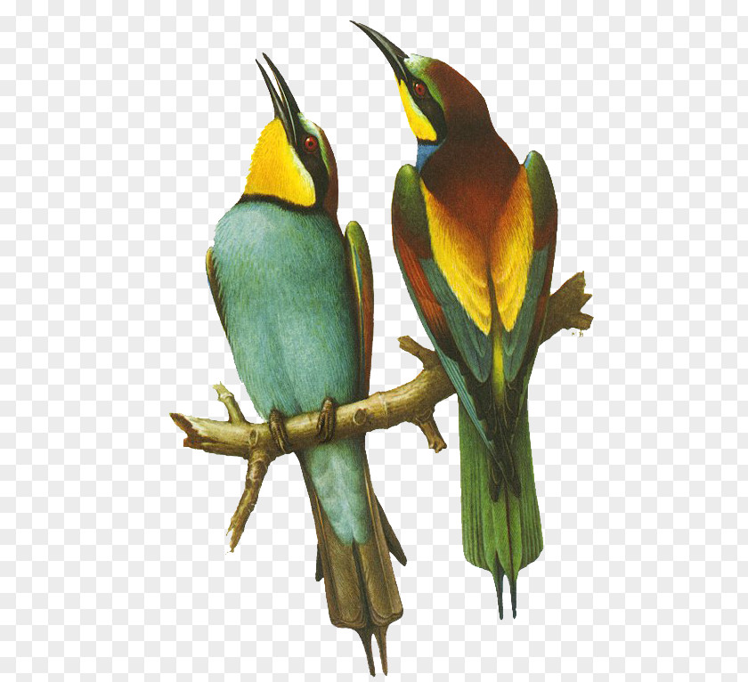 Bee Eater Coraciiformes Cartoon Rainbow PNG