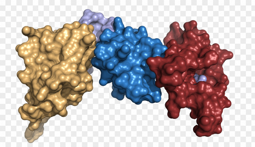 Chosen International Genetically Engineered Machine Protein Structure Scaffold Biochemistry PNG