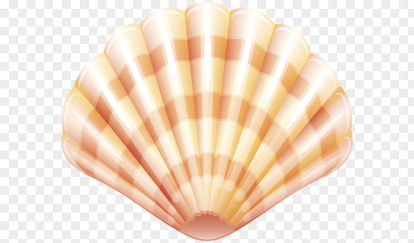 Clam Shellfish Seashell Clip Art PNG
