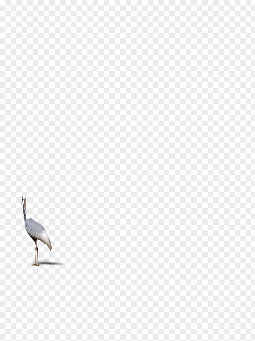 Crane Water Bird Beak Pattern PNG