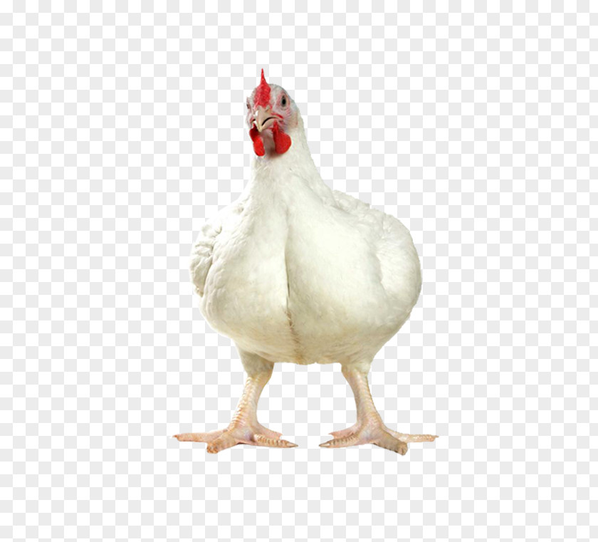 Egg Broiler Fowl Chicken As Food Silkie PNG