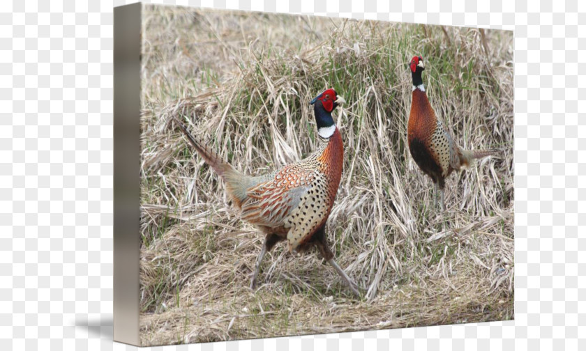 Feather Pheasant Gallery Wrap Fauna Ecosystem Canvas PNG
