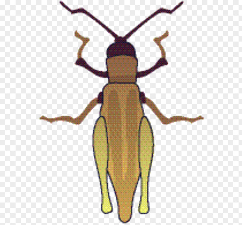 Louse Termite Weevil Beetle Pest Pollinator Membrane PNG