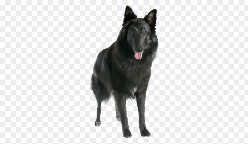 Puppy Shiloh Shepherd Dog Belgian Groenendael Tervuren Schipperke PNG