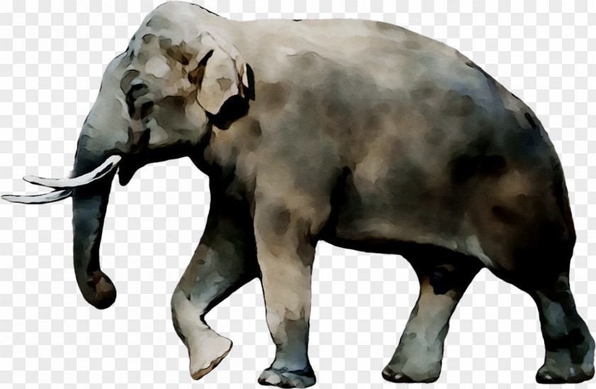 Notiomastodon Alphabet Song Indian Elephant Stegomastodon PNG