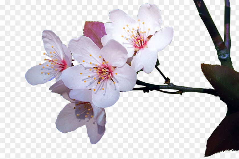 Cosmos Cherry Blossom ST.AU.150 MIN.V.UNC.NR AD Cherries Flowering Plant PNG