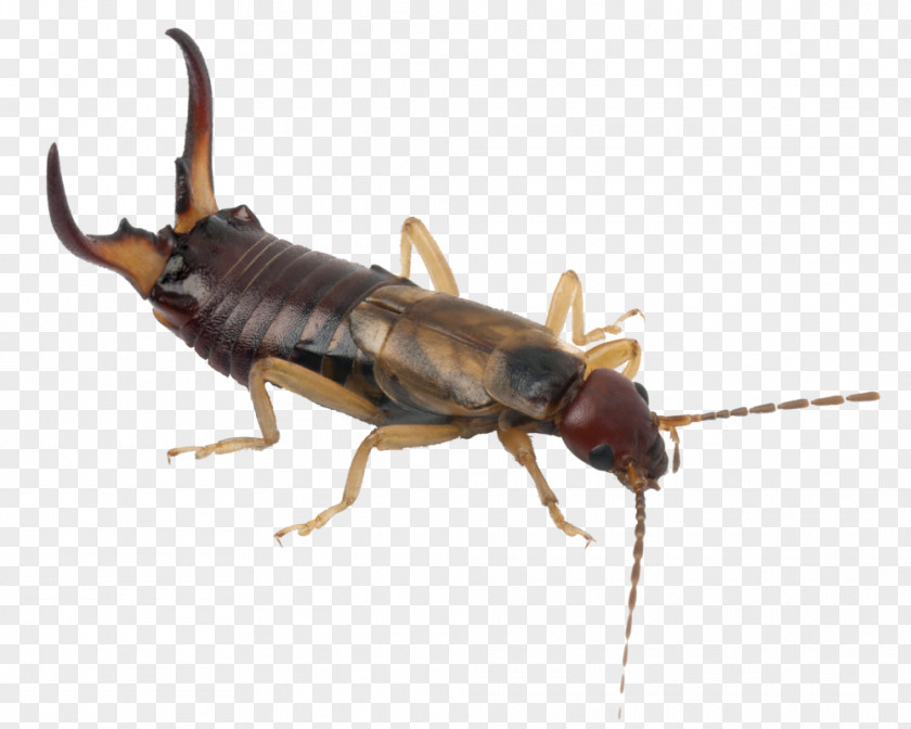 Earwigs Insect European Earwig Pest Cockroach Pincer PNG