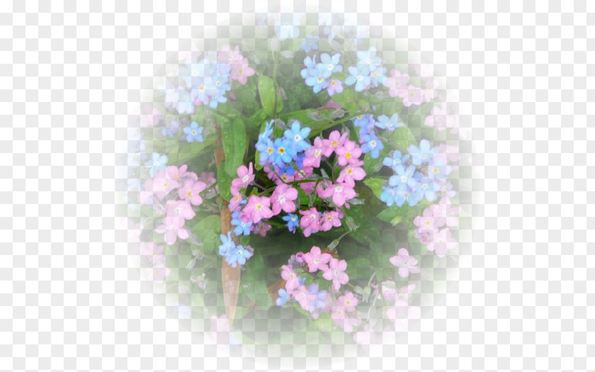 Flower Floral Design Cut Flowers Borages PNG