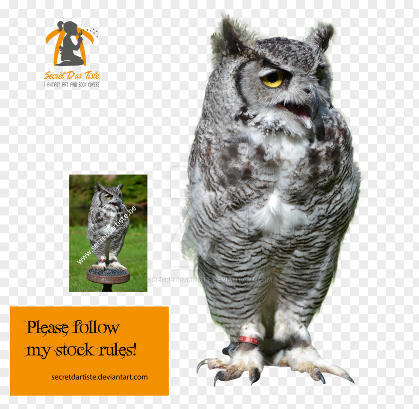 Owls Great Grey Owl Bird Of Prey Animal PNG