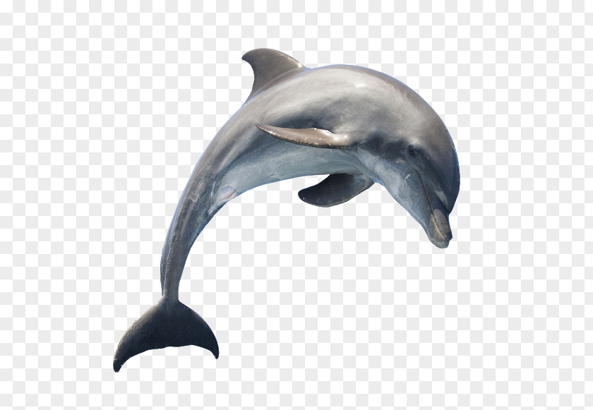 Dolphin Common Bottlenose Short-beaked Tucuxi PNG