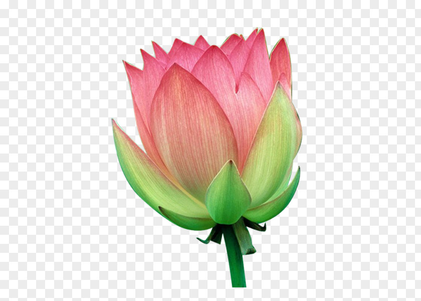 Flower Water Lily PNG