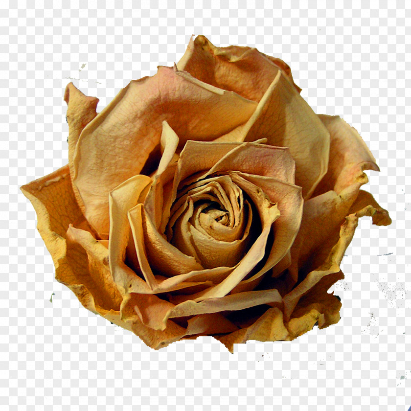 Georgia Aquarium Garden Roses Stock It Link PNG