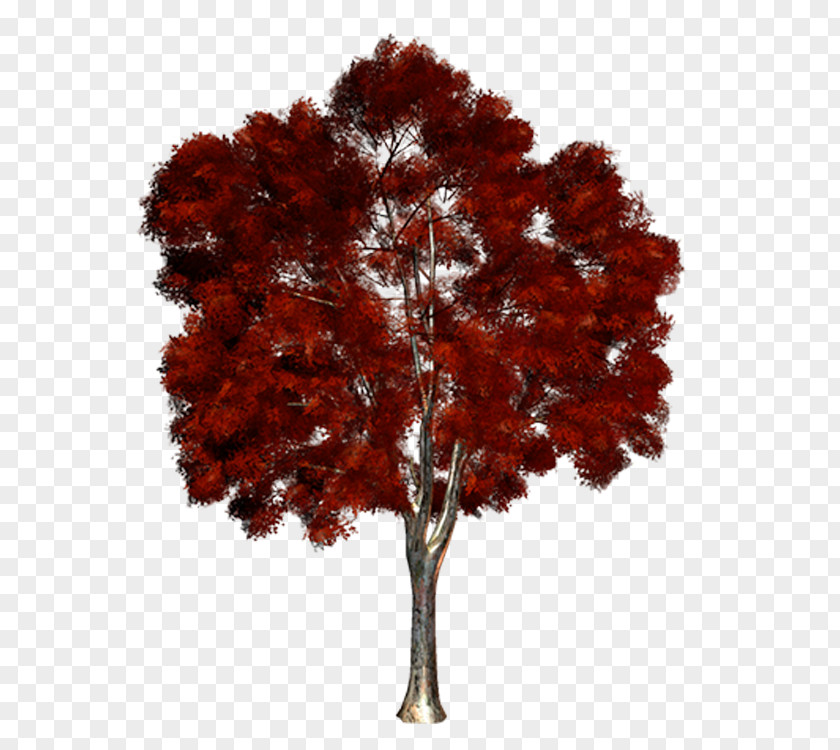 Purple Tree Maple Clip Art PNG