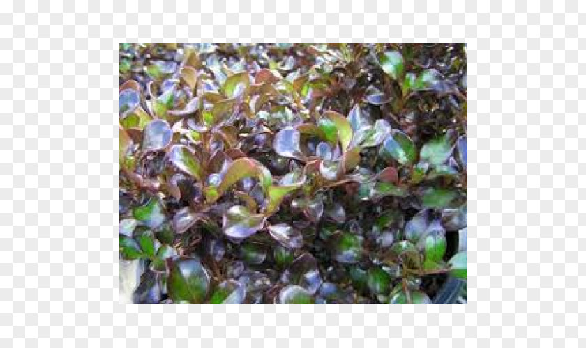 Rose Myrtle Groundcover Branching PNG