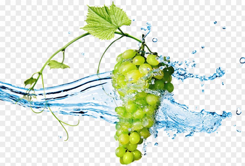 Vector Grapes Wine Grape Stock Photography Berry Wallpaper PNG
