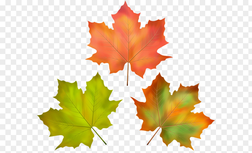 Autumn Image Leaf PNG