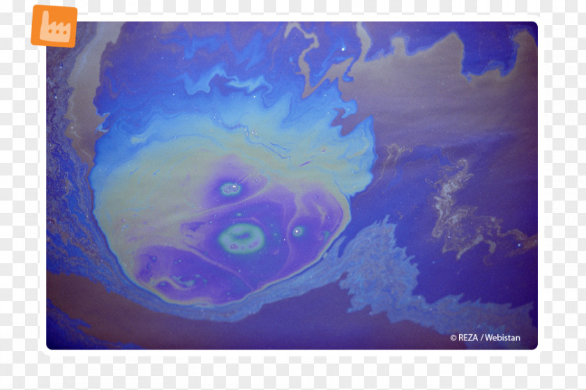 Earth Pollution /m/02j71 Marine Invertebrates Biology Desktop Wallpaper PNG