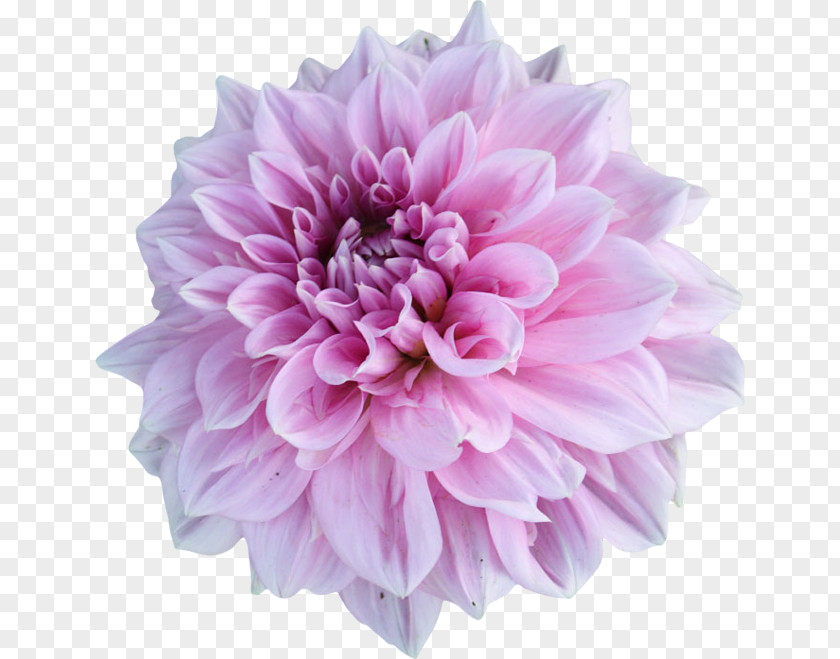 Flower Dahlia Pink Flowers Tulip Stock Photography PNG