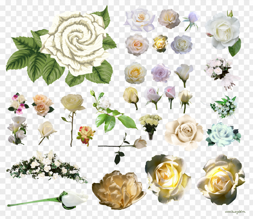 Landspace Psd Garden Roses Centifolia Flower Clip Art PNG