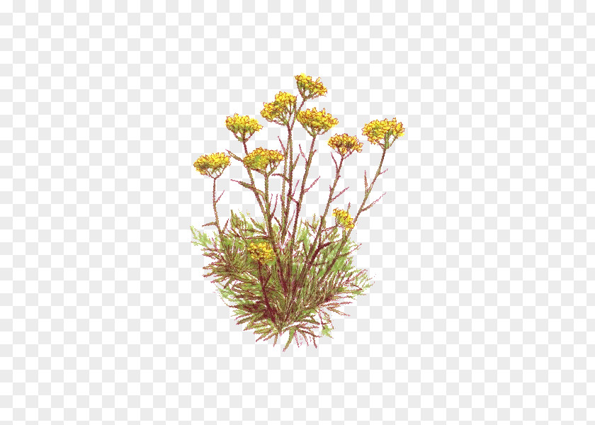 Chamomile Curry Plant Essential Oil Herbal Distillate Vegetable PNG
