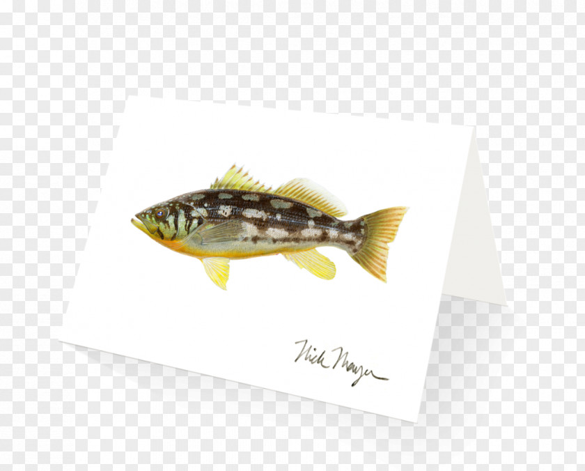 Design Fish PNG