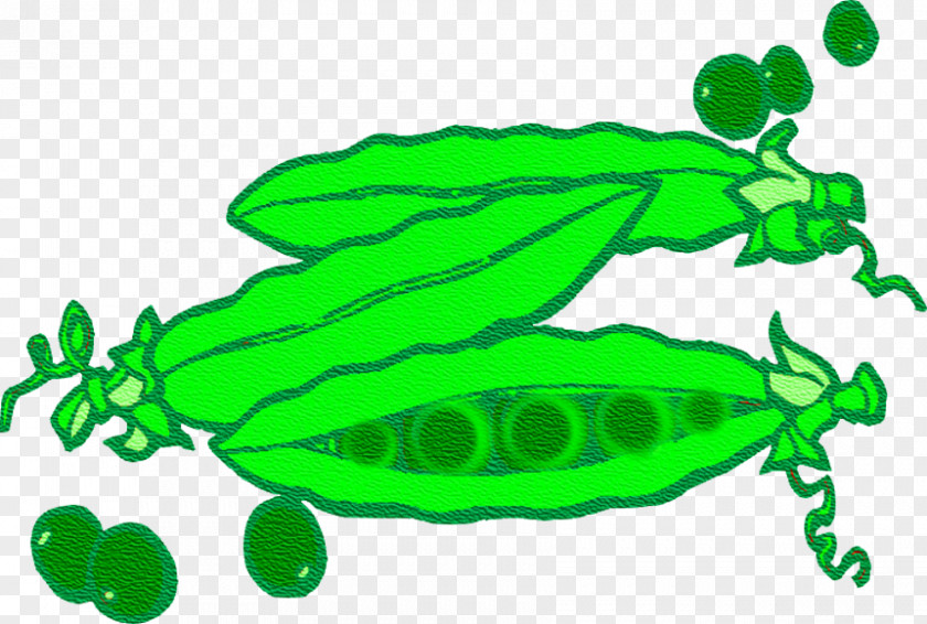 Fruit Pea Flashcard Food Vegetable PNG