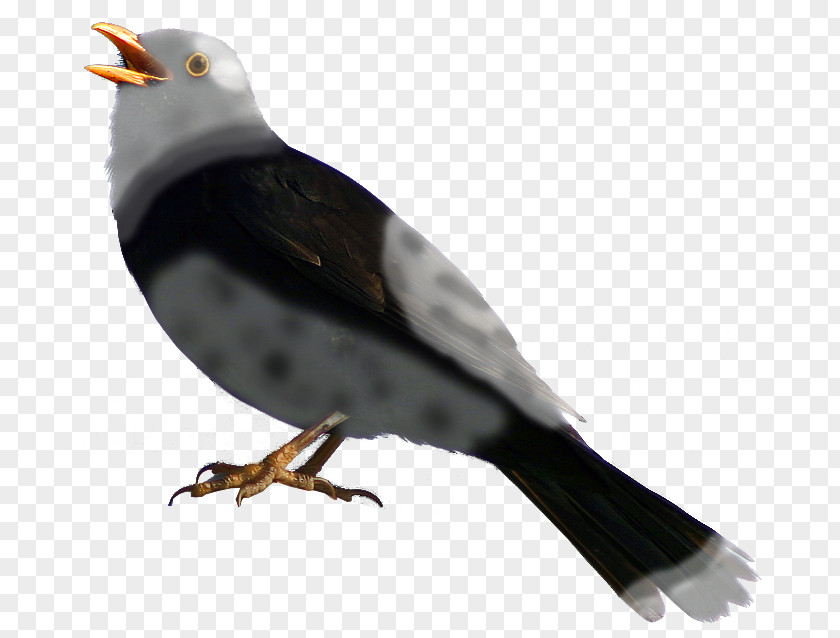 Perching Bird Blackbird Feather PNG