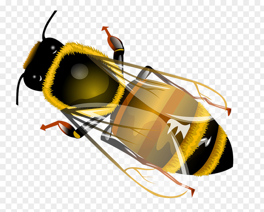 Pesky Flies Western Honey Bee Insect Clip Art PNG