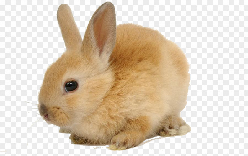Rabbit Domestic European Herbivore Pet PNG