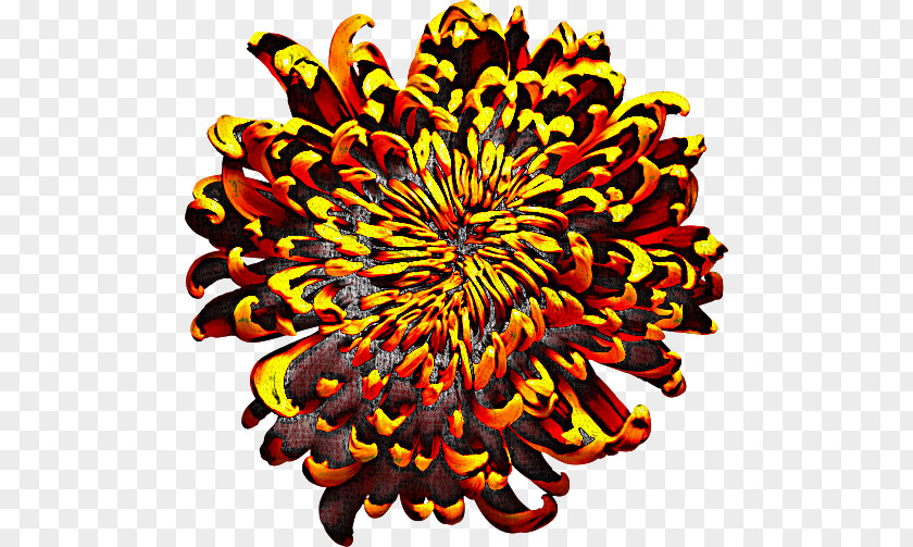Chrysanthemum Symmetry Pattern Orange S.a. PNG