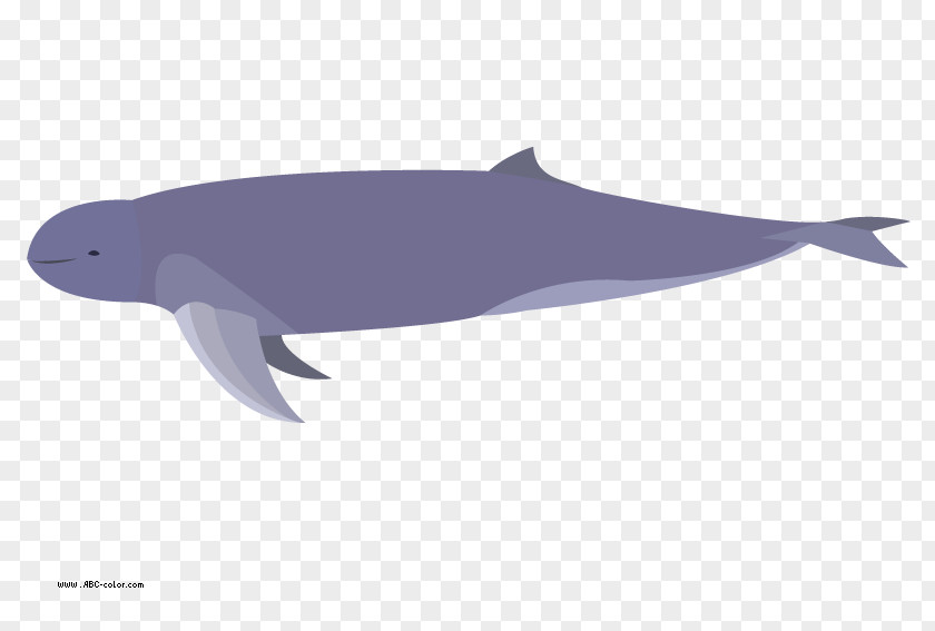 Dolphin Common Bottlenose Tucuxi Rough-toothed Porpoise White-beaked PNG