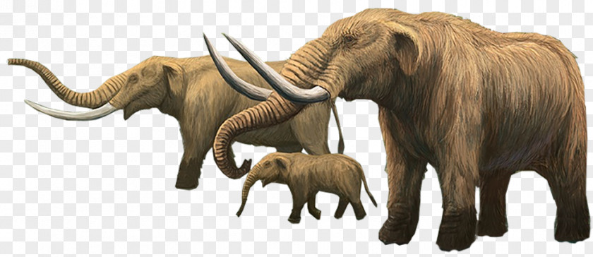 Elephants And Mammoths Indian Elephant African Mammoth Tusk Elephantidae PNG