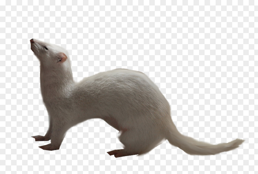 Ferret Otter Whiskers Stoat Cat PNG