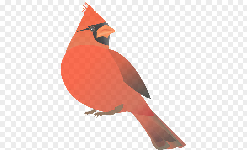 Perching Bird Songbird Northern Cardinal Beak PNG