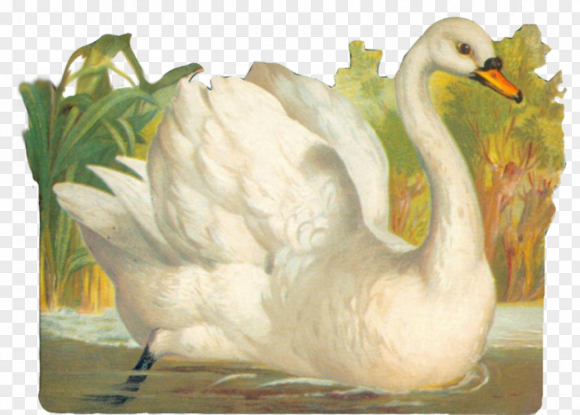 Swan Cliparts Tundra Trumpeter Clip Art PNG