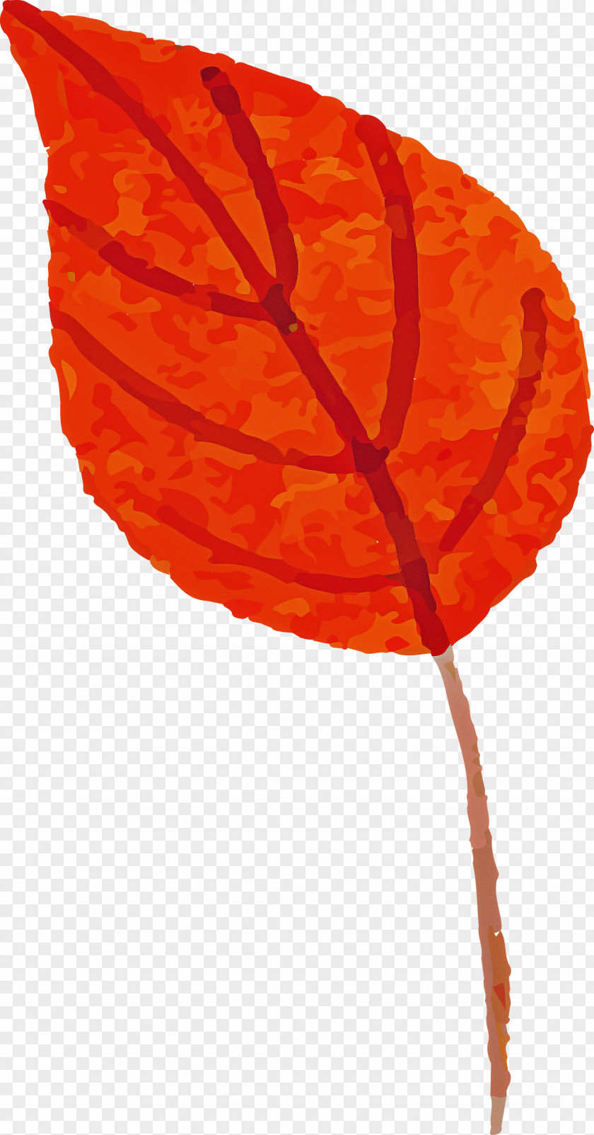 Autumn Leaf Colorful PNG