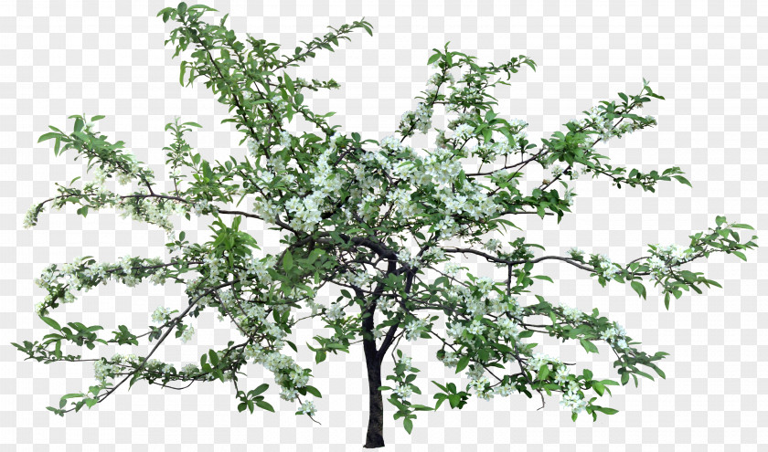 Bushes Flower Tree Apples Clip Art PNG