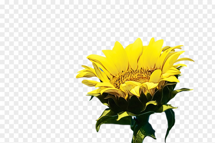 Floral Design PNG