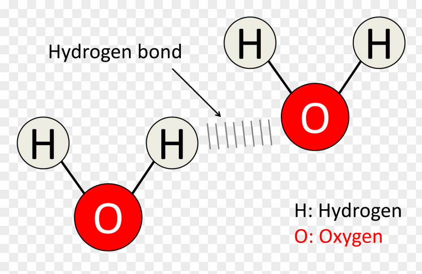 Oxygen Bubble Diagram Hydrogen Bond Molecule Water Chemical PNG