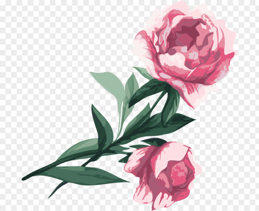 Peony Garden Roses Cabbage Rose Flower PNG
