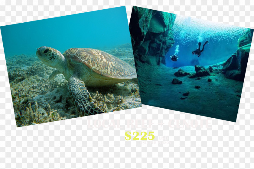Turtle Sea Ecosystem Marine Biology Fauna PNG