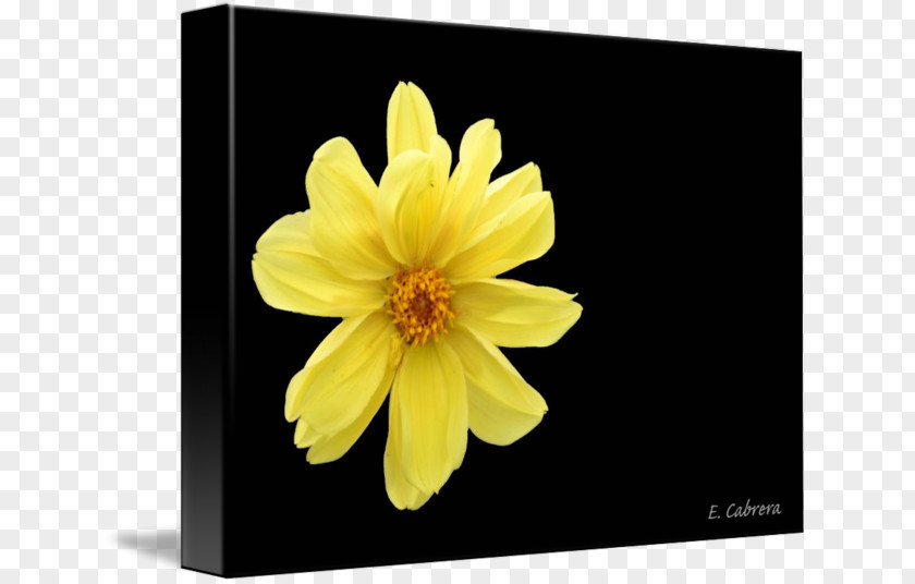 Yellow Daisy Dahlia PNG