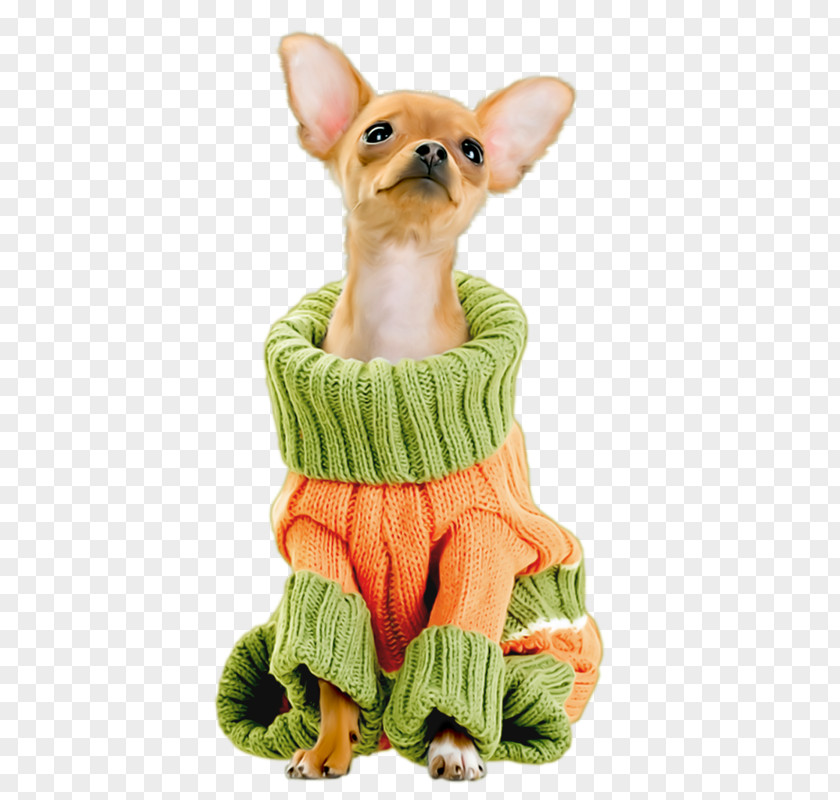 Lovely Wear Sweater Puppy Chihuahua Maltese Dog Techichi Breed PNG