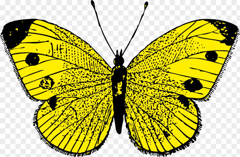 Monarch Butterfly Clipart Clip Art PNG