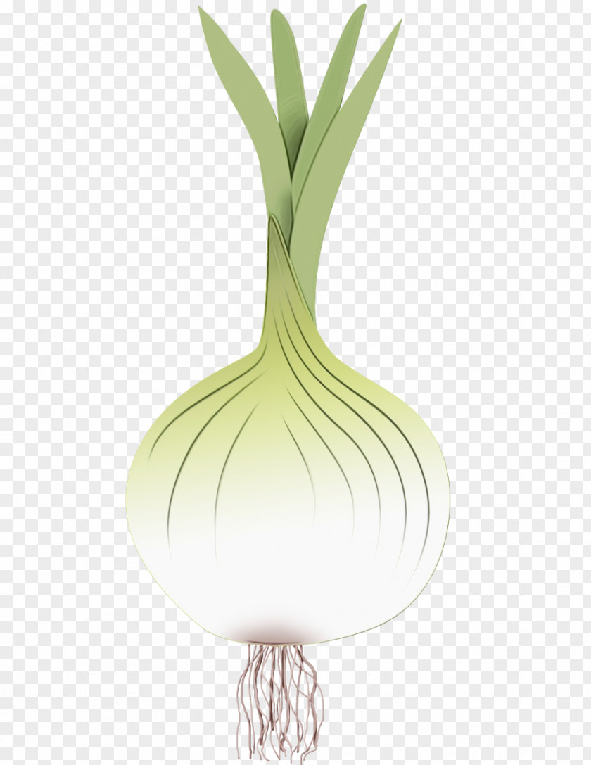 Shallot Chives Drawing Of Family PNG