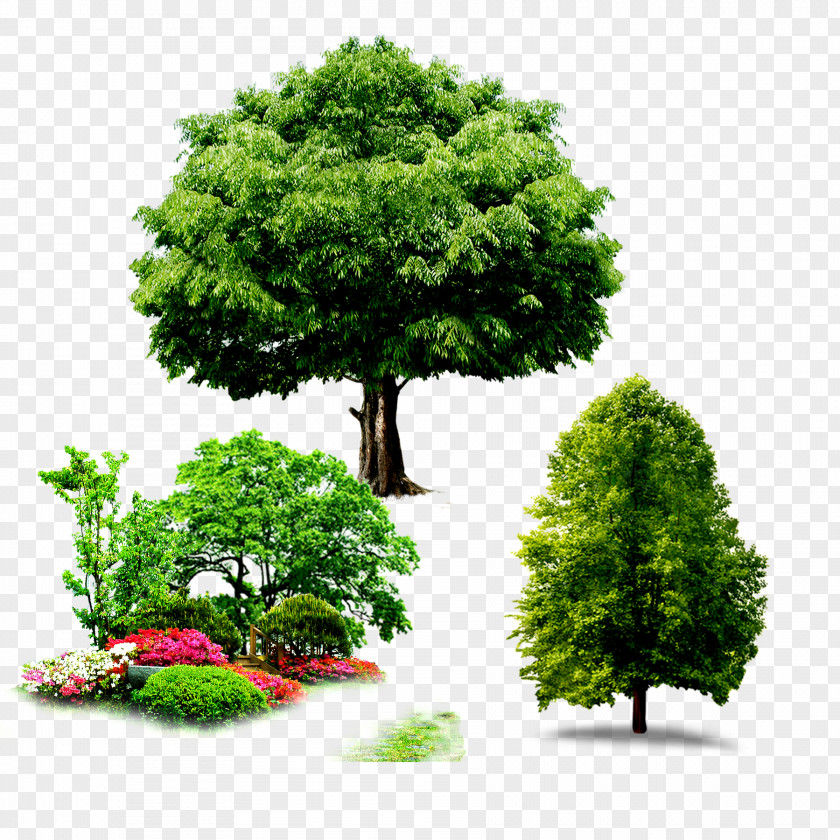 Trees Yongdu-ro 156beon-gil Computer File PNG